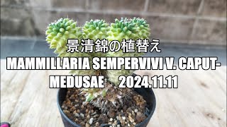 景清錦の植替え Mammillaria sempervivi v caput medusae 2024 11 11 [upl. by Etteloiv]