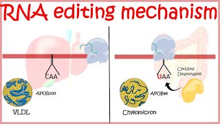 RNA editing overview [upl. by Eittol]