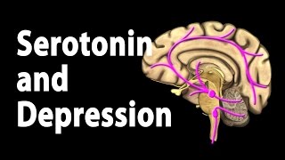 Serotonin and Treatments for Depression Animation [upl. by Haggai]