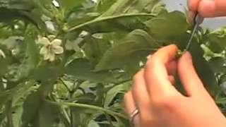 Why Do We HandPollinate Our Pepper Flowers [upl. by Nnitsuj]