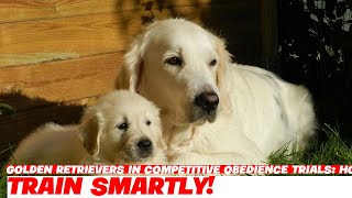 Golden Retrievers in Competitive Obedience Trials How to Prepare [upl. by Virendra]