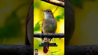 Singing nightingale  The best bird song shortsbirdstrendingyoutubeshortsytshortsnaturevlog [upl. by Wake478]