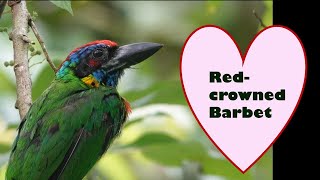 Redcrowned Barbet Feeding [upl. by Ahsac]