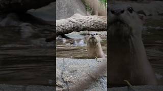 Otter Swimming Pool otter smoothcoatedotter otterspool viral short animals wildlife [upl. by Xavier]