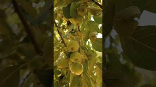 Crabapple Tree Loaded nature crabapple fruits [upl. by Chester]