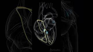 ⚡ The Hearts Conduction System The Spark Behind Every Beat ⚡ anatomy [upl. by Morice]