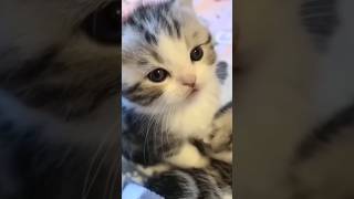 Funny Animal Videos Compilation 🐶😃😺 010 dog cat animals shorts [upl. by Lhok]