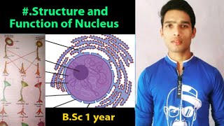 Nucleus structure and function  Hammerling Experiment [upl. by Adrianne]