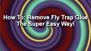 How to remove fly trap glue  the super easy way [upl. by Stannwood217]