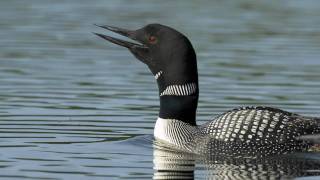 Voices Common Loon [upl. by Ainoyek100]