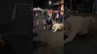 Is the Great Pyrenees the Ultimate Family Dog 🐶 [upl. by Lucey]