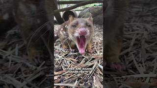 Quoll  Ever Heard Of This Animal [upl. by Ribak116]