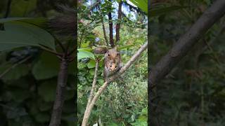 Botflies are wreaking havoc on my squirrels botflies wildlife nature [upl. by Zindman666]