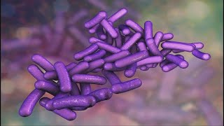 What doctors say you need to know about Shigella the drugresistant stomach bug causing concerns [upl. by Uke]