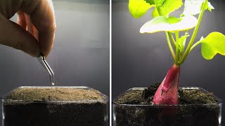 Growing Radish Time Lapse  Seed To Bulb in 20 Days [upl. by Nylkaj]