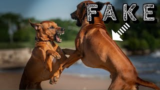 How Do Rhodesian Ridgebacks Get Their Ridge [upl. by Kreitman724]