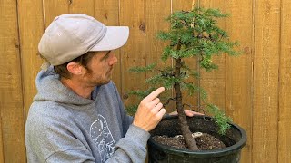 Yamadori Hemlock Bonsai  First Styling [upl. by Prue]