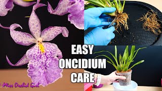 How to Care for Oncidium Orchids  Watering Repotting Reblooming amp more Orchid Care for Beginners [upl. by Sharma]