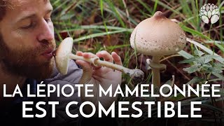 Lépiote mamelonnée comestible comme les coulemelles [upl. by Cantu]