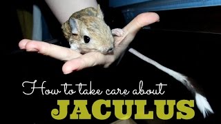 How to take care about Jaculus jerboa [upl. by Honor716]