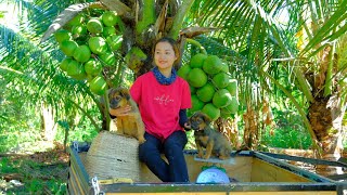 Full Video Harvesting Coconut Red Oleaster String Bean Goes To Market Sell  GardeningDaily Life [upl. by Mosora]