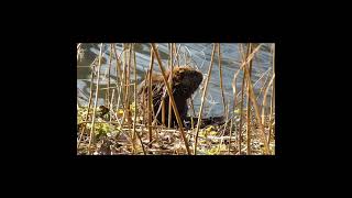 Why Do Beavers Build Dams Nature’s Incredible Engineers Explained [upl. by Bibah365]