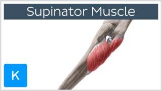 Supinator Muscle  Origins amp Function  Human Anatomy  Kenhub [upl. by Oswin]