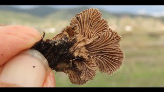 Schizophyllum commune Greece by Theo [upl. by Aerda]