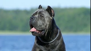 CANE CORSO TOP 5 CO MUSISZ WIEDZIEĆ [upl. by Fisuoy]