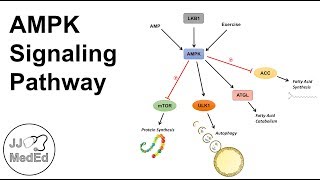 AMPK Signaling Pathway Regulation and Downstream Effects [upl. by Llenaj]