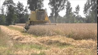 Threshing Rye with a New Holland Clayson 8055 [upl. by Swanhildas]