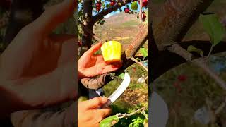 Sweet nutritious apples🍅🥝🍏shorts fruit shortvideo [upl. by Auria]