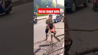 Kering keras seperti batu keterampilan tukang kayu potong pohon mahoni shorts pekerja27 chainsaw [upl. by Trimble36]