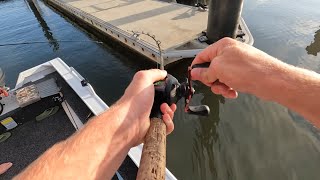 Chasing mangrove jacks  Coomera Gold Coast [upl. by Elleynod702]