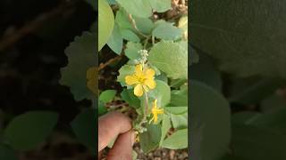 ऐ पौधा आपने पहले कभी नहीं देखा होगा। Oxalis plant shorts [upl. by Eceinhoj663]