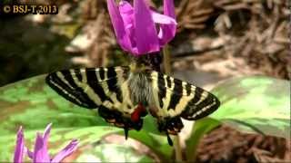 HD Luehdorfia japonica visiting a flower [upl. by Nathanil183]