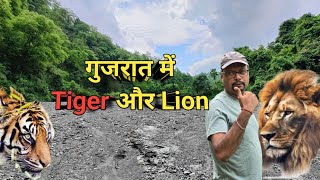 गुजरात में Tiger और Lion दोनो थे 15 दिन तक । Madhya Pradesh Tiger Migrated To Gujarat । Tiger Mate [upl. by Claudette316]