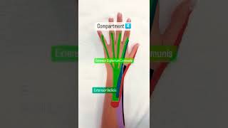 🛟 6 Dorsal Compartments of the Wrist🛟 [upl. by Mukund724]