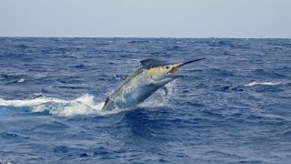 BKK Hooks Australia Monster Marlin Fishing Aboard Calypso with Captain Tim Dean  Full Movie [upl. by Ellener516]