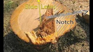 Tree Falling using Retainer Line and quotStick Trickquot [upl. by Carling]