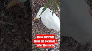 Pekin Duck Perished After The Storm [upl. by Gnilsia]