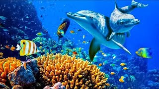 Relaxing Music to Relieve Stress Anxiety and Depression • Mind Body 🐬 Soothing music for nerves [upl. by Aidyl]