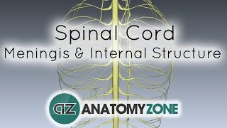 Spinal Cord  Meninges and Internal Structure  Anatomy Tutorial [upl. by Kieran]