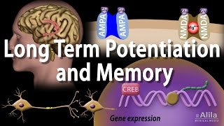 Long ShortTerm Memory LSTM Clearly Explained [upl. by Retsam]