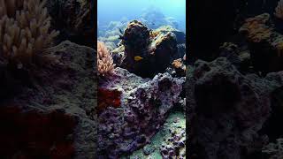 Scuba with Yellow Boxfish kohtao scubadiving scubadive underwater fish marinelife fishspecies [upl. by Myrtice]