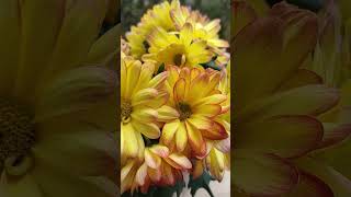 Chrysanthemum ×grandiflorum shortvideo SodaCHHIM [upl. by Anabel]