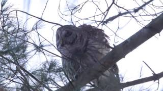 Barred Owl Mating Call [upl. by Anirehc393]