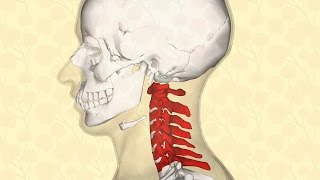 VÉRTEBRAS CERVICALES  BIODESCODIFICACIÓN [upl. by Notsla172]