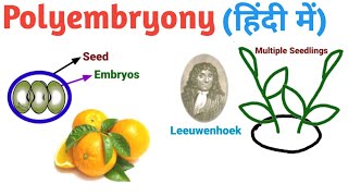 Polyembryony in Hindi हिंदी में  Pravin Bhosale [upl. by Ebneter542]