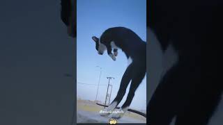 Cowardly Cat 🤣🤣🐱funnycats funnyanimals petvideos cat catsoftiktok fyp usa [upl. by Ensoll]